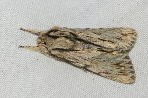 Réf. 270 142 : Asteroscopus sphinx